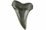 Fossil Broad-Toothed Mako Tooth - South Carolina #214658-1